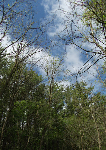 1660 trees sky