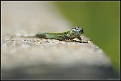 Gibraltar Reptile Life