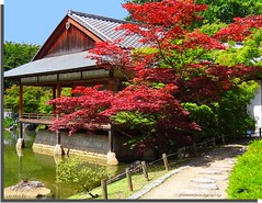 Japanese garden, Hasselt