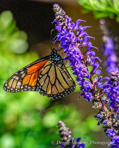 A Monarch Moment by DMoutray - Denny Moutray Photography