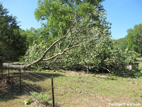 (19-1) Beautiful old oak tree that fell during Thursday's storm - FarmgirlFare.com
