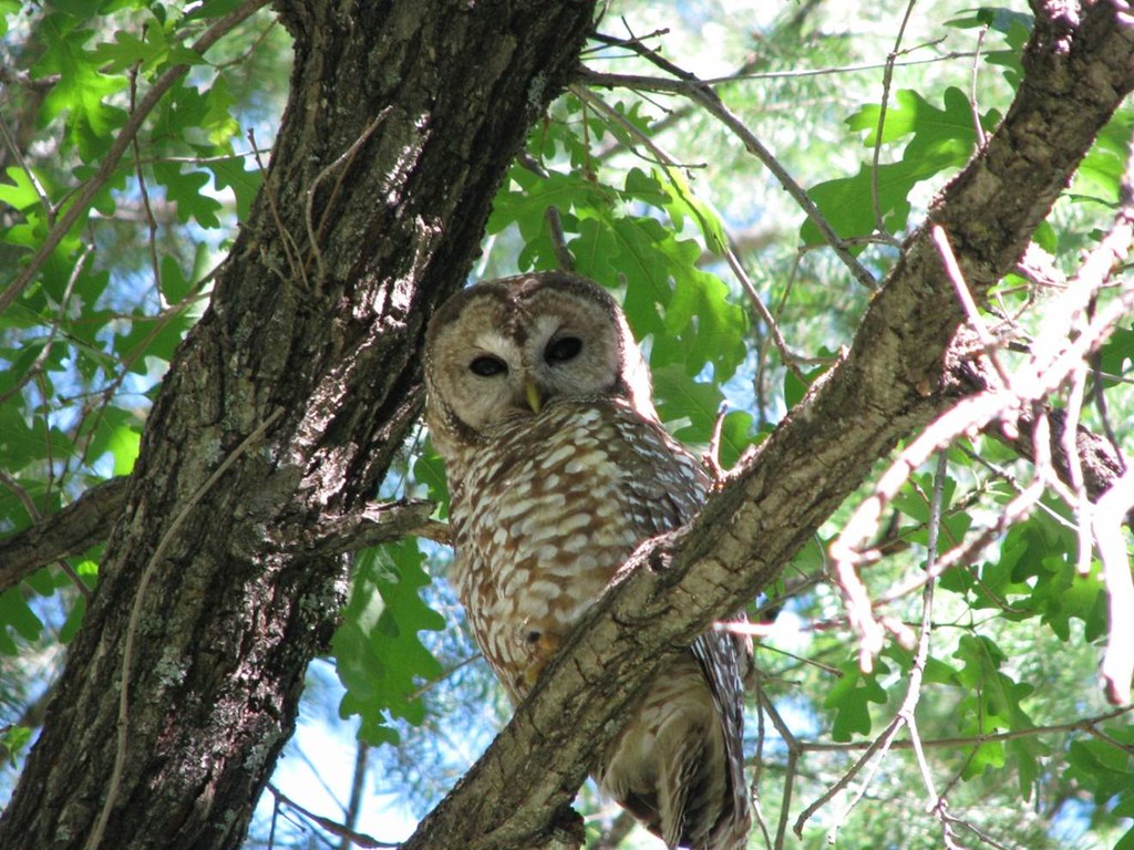 Adult Mexican Spotted Owl