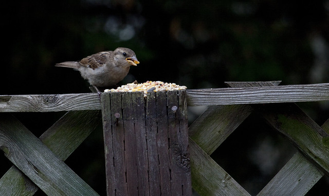 sparrow with corn