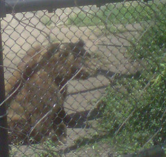 Minot Zoo Bears at the Como Park Zoo