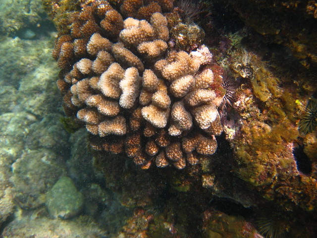 Coral at Napili Kai