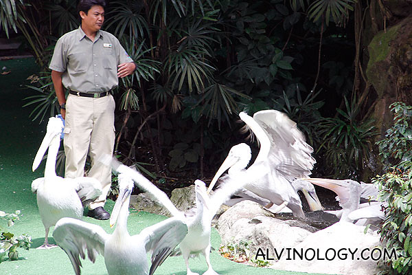 Assorted pelicans showcase