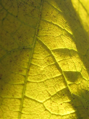 Yellow Leaf in Shadow