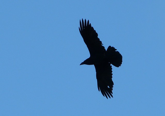 26901 - Raven, Rhossili