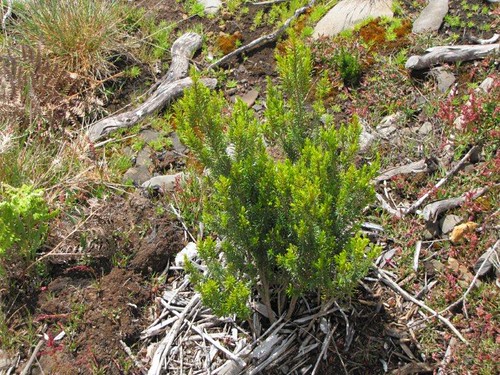 Foto 11-Urze das vassouras (Erica platycodon subsp. maderincola)