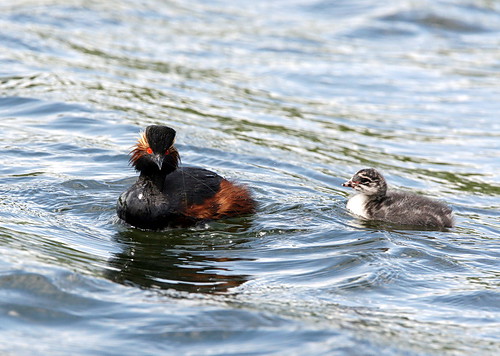 Black necked Grebe with young by Dean Eades - BirdMad