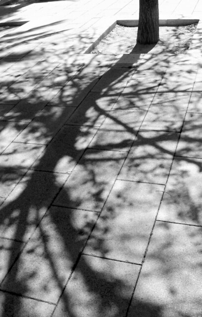 árbol sombra