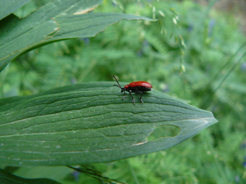 Lilioceris Lilii - petit coléoptère rouge écarlate - .Insecte parasite des lys et fritillaires cultivés ou sauvages - dès qu'il se sent en danger il feint la mort et se laisse tomber au sol - il passe l'hiver à l'état adulte enfoui sous la terre -