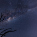 Milky Way with Tree