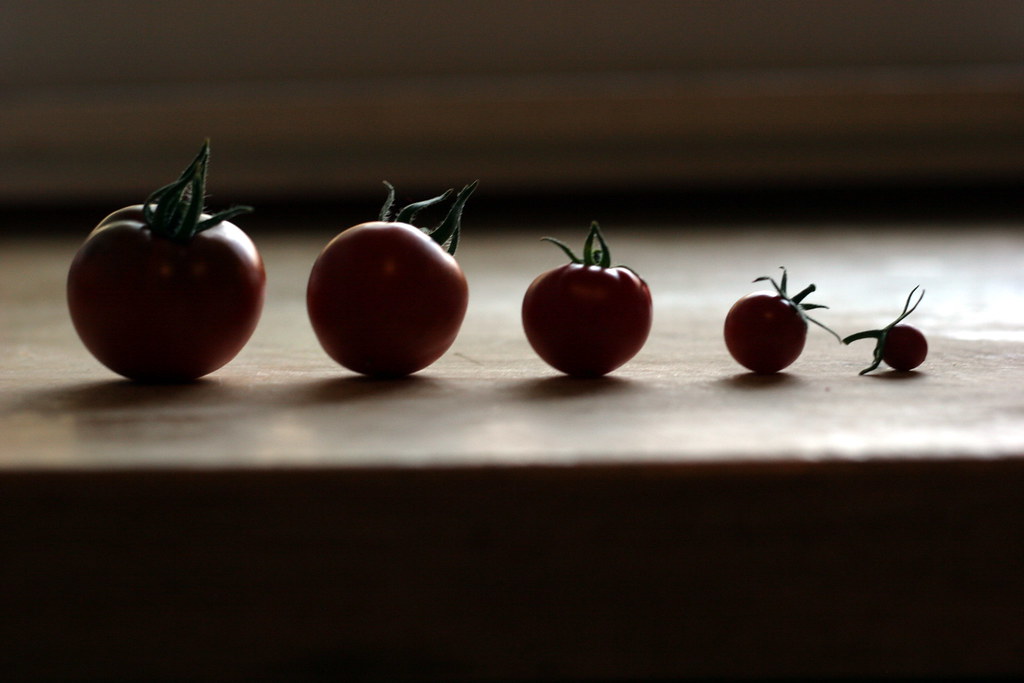tiny tomato parade