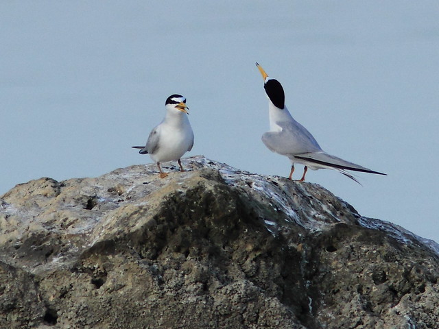 Least Tern courtship 5-20120419