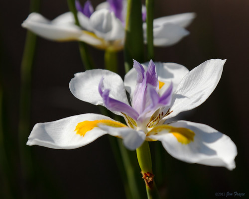 African Iris by SARhounds