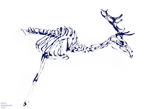 Work in progress_Animal skeletons