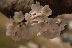 BranchBrook Park Cherry Blossoms