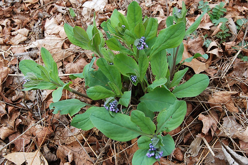 Picture of Virginia Bluebells (Mertensia virginica), a spring ephemeral wildflower found in the Ozarks, showing the whole plant.