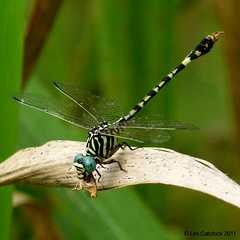 Ghanaian Dragonflies and Damselflies