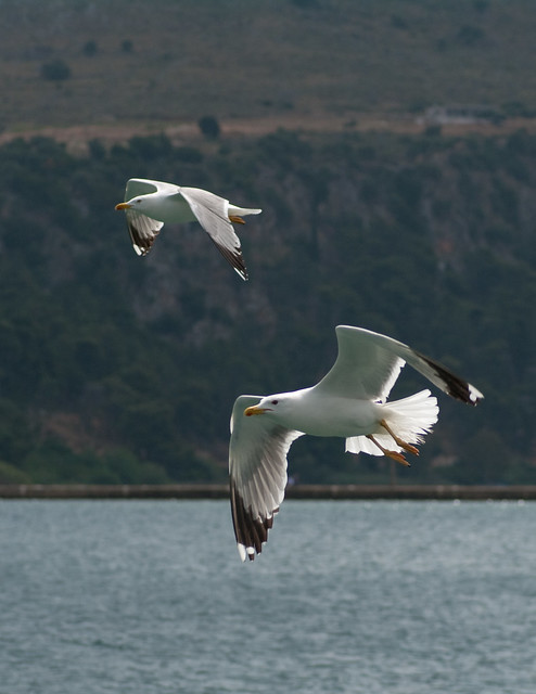 yellow legged gulls