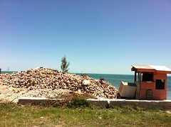 Conch pile