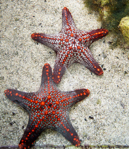 Panama: Starfish