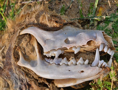 Fox Skull Sandwich Bay by Kinzler Pegwell