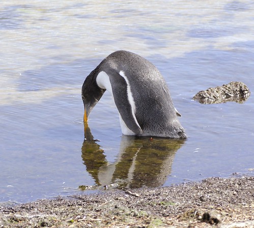 Gentoo Penguin by RV Bob