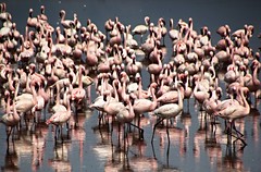Kenya - Lac Bogoria 2011