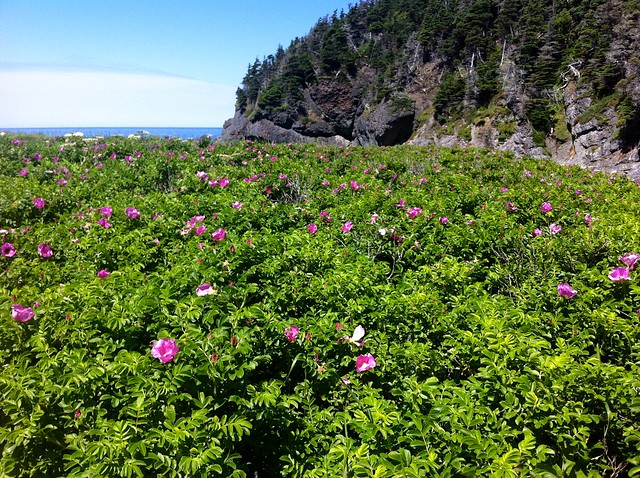 Wild Roses on the Green Gardens Trail