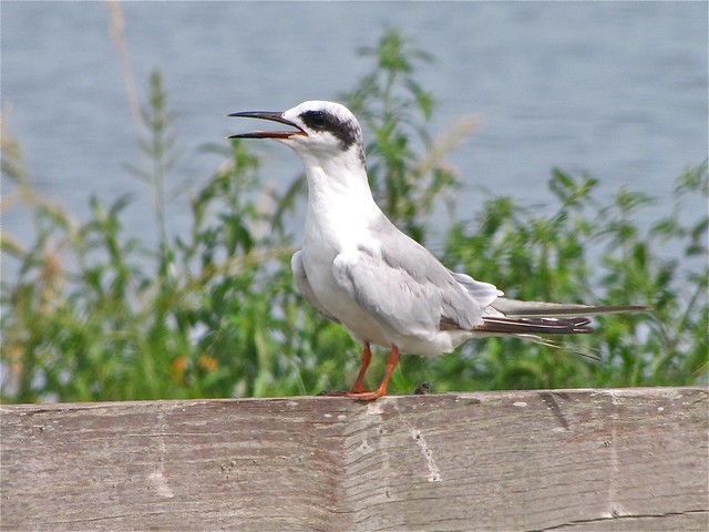 Forster's Tern at the Celery Fields in Sarasota County, FL 09