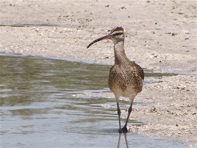 Whimbrel at the Sunshine Skyway Bridge North Rest Area in Pinellas County, FL 09