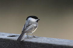 Chickadee-5583.jpg by Mully410 * Images