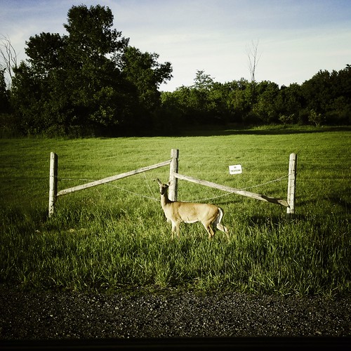 no trespassing deer