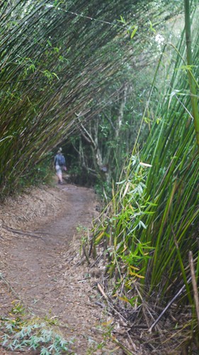 Forêt de bambous