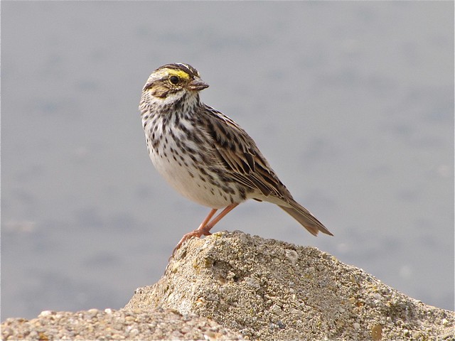 Savannah Sparrow at Gridley Wastewater Treatment Ponds 06