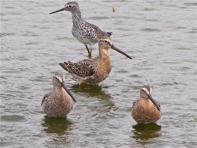 Short-billed Dowitcher and Greater Yellowlegs at El Paso Sewage Treatment Center 02