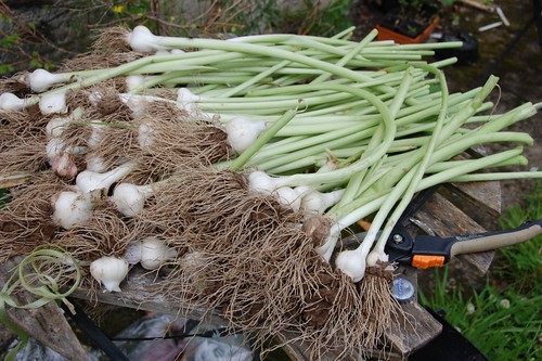 lousy garlic harvest