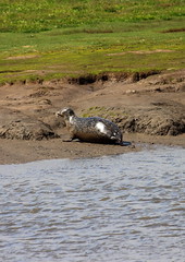 gray seals on seal sands gretham creek hartlepool