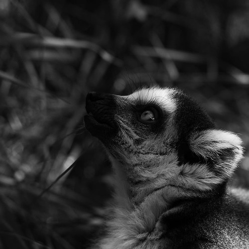 Ring-tailed lemur by Joachim Ziebs