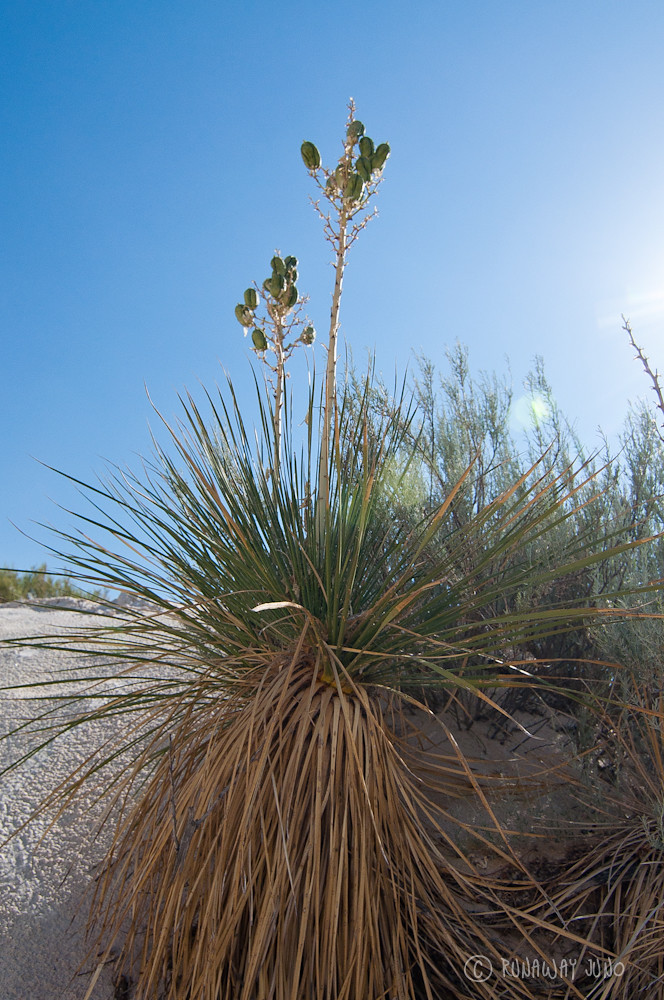 Yucca plant at the white sand dunes