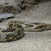 91 - 2012 - Zoo Barcelona - Juliol 2012 - Nikon D7000 - _D011626