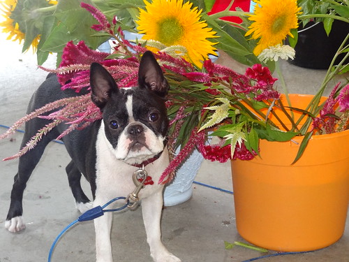 Charlie and Flowers August 2012 (3)