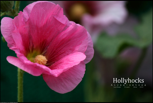 Hollyhocks pink