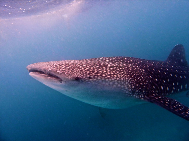 Visita a Oslob para ver los tiburones ballena. - ¡FILIPINAS, TIERRA DE GALLOS! (3)