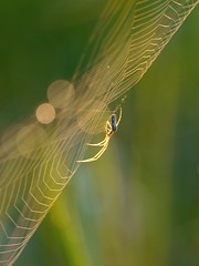 L'araignée et sa toile / Spider and its web