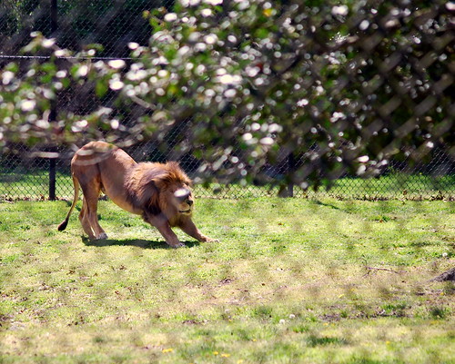 zoo - lion stretch