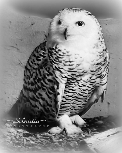Snow Owl (DSC_0173V2)