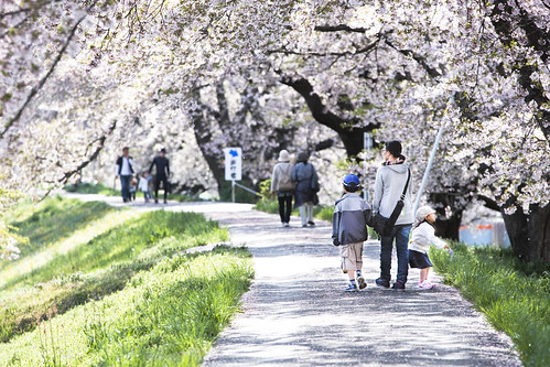Glance thousand cherry blossom by Stroll diary